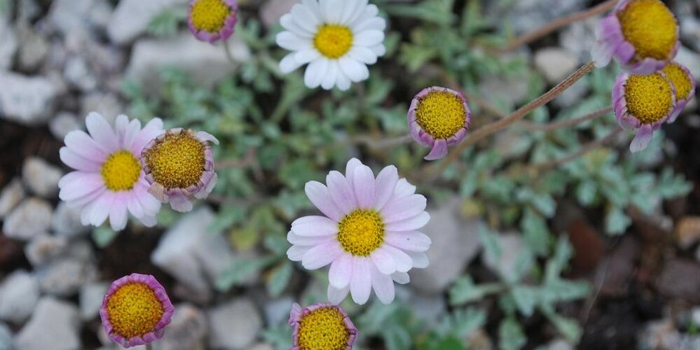 Piccoli fiori alpini rosa e bianchi con centro giallo tra rocce e vegetazione di montagna.